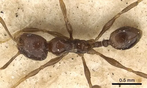 Pheidole gracilescens specimen CASENT0901411 image casent0901411_1