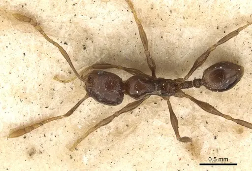 Pheidole gracilescens specimen CASENT0901411 image casent0901411_2