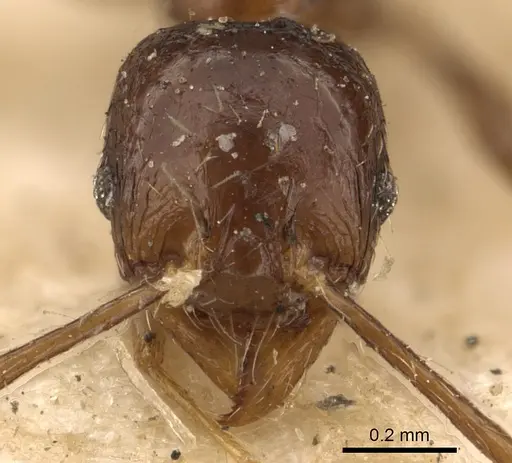 Pheidole gracilescens specimen CASENT0901411 image casent0901411_3