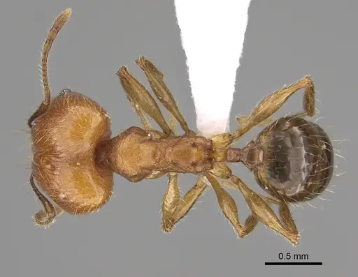 Pheidole gracilis specimen CASENT0403308 image casent0403308_1