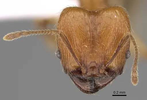 Pheidole gracilis specimen CASENT0403308 image casent0403308_2