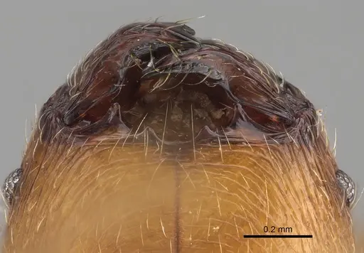 Pheidole gracilis specimen CASENT0403308 image casent0403308_3