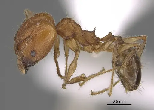 Pheidole gracilis specimen CASENT0403308 image casent0403308_4