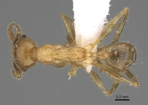 Pheidole gracilis specimen CASENT0403309 image casent0403309_1