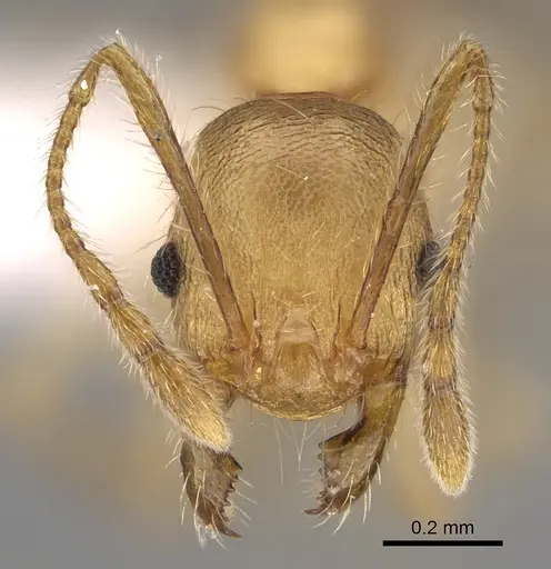 Pheidole gracilis specimen CASENT0403309 image casent0403309_2