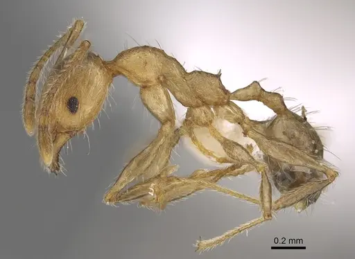 Pheidole gracilis specimen CASENT0403309 image casent0403309_3