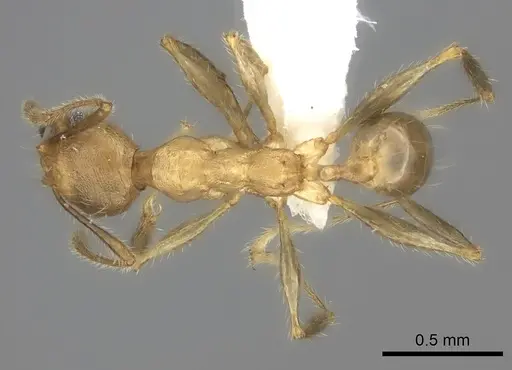 Pheidole gracilis specimen CASENT0403310 image casent0403310_1