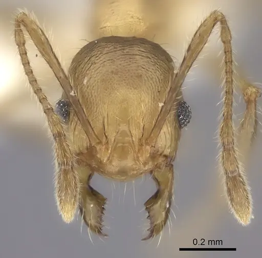 Pheidole gracilis specimen CASENT0403310 image casent0403310_2