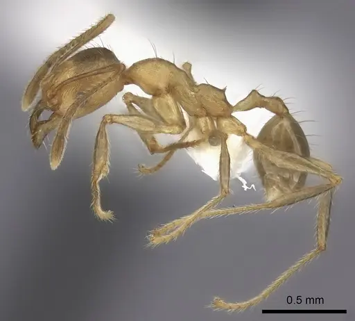 Pheidole gracilis specimen CASENT0403310 image casent0403310_3