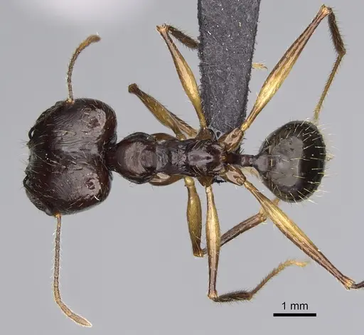 Pheidole grallatrix specimen CASENT0067235 image casent0067235_1