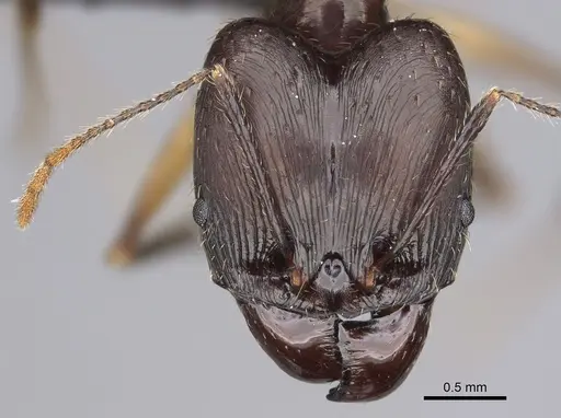 Pheidole grallatrix specimen CASENT0067235 image casent0067235_2