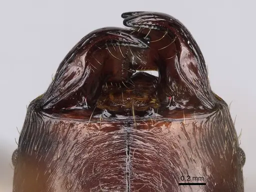 Pheidole grallatrix specimen CASENT0067235 image casent0067235_3