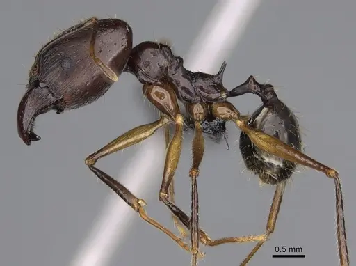 Pheidole grallatrix specimen CASENT0067235 image casent0067235_4