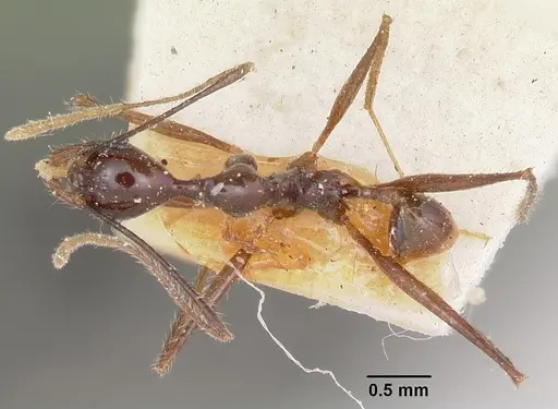 Pheidole grallatrix specimen CASENT0101943 image casent0101943_1