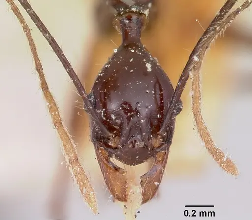 Pheidole grallatrix specimen CASENT0101943 image casent0101943_2