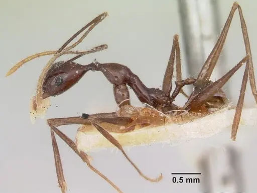 Pheidole grallatrix specimen CASENT0101943 image casent0101943_3