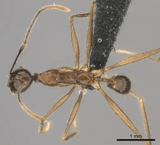 Pheidole grallatrix specimen CASENT0152313 image casent0152313_1