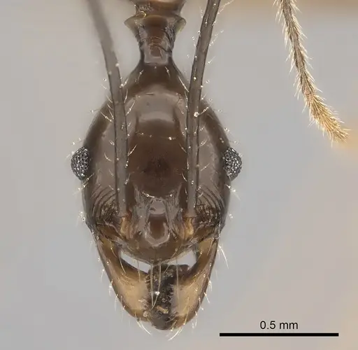 Pheidole grallatrix specimen CASENT0152313 image casent0152313_2