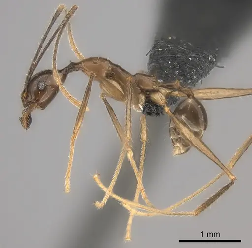 Pheidole grallatrix specimen CASENT0152313 image casent0152313_3