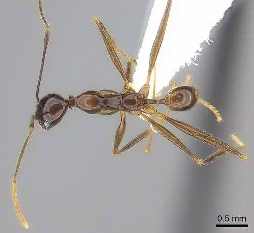 Pheidole grallatrix specimen CASENT0198367 image casent0198367_1