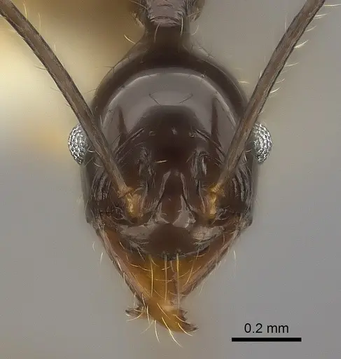Pheidole grallatrix specimen CASENT0198367 image casent0198367_2