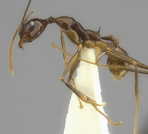 Pheidole grallatrix specimen CASENT0198367 image casent0198367_3