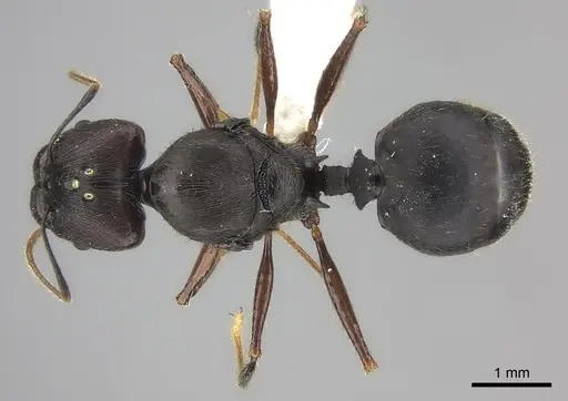 Pheidole grallatrix specimen CASENT0235112 image casent0235112_1
