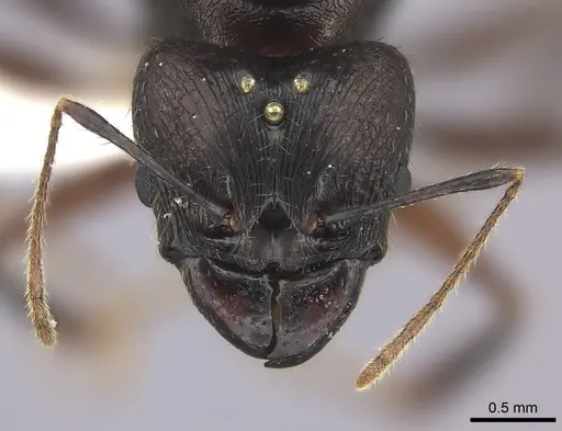 Pheidole grallatrix specimen CASENT0235112 image casent0235112_2