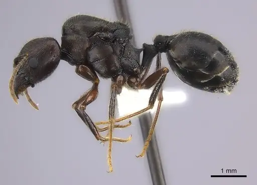 Pheidole grallatrix specimen CASENT0235112 image casent0235112_3