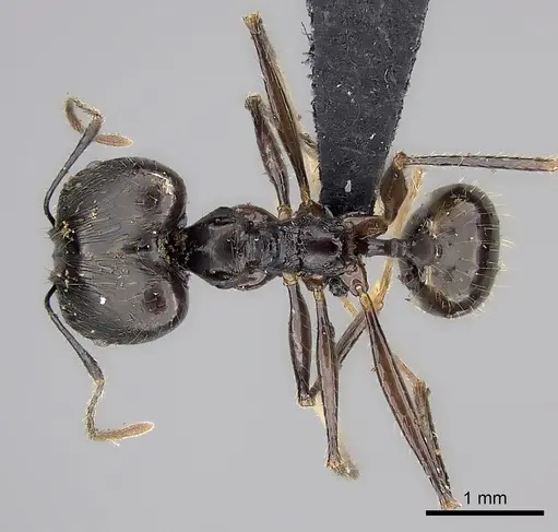 Pheidole grallatrix specimen CASENT0495226 image casent0495226_1