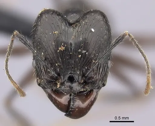 Pheidole grallatrix specimen CASENT0495226 image casent0495226_2