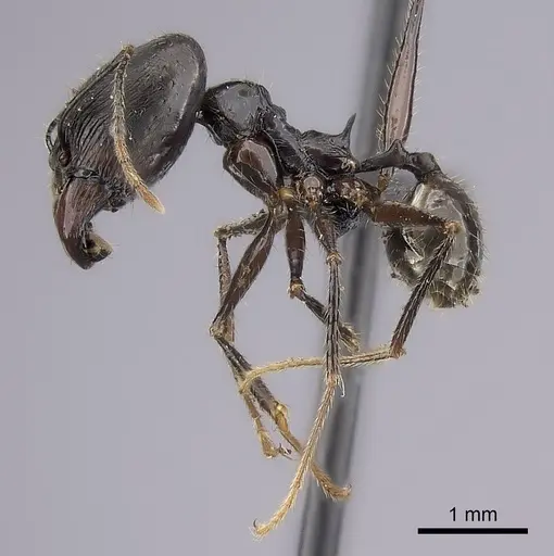 Pheidole grallatrix specimen CASENT0495226 image casent0495226_3