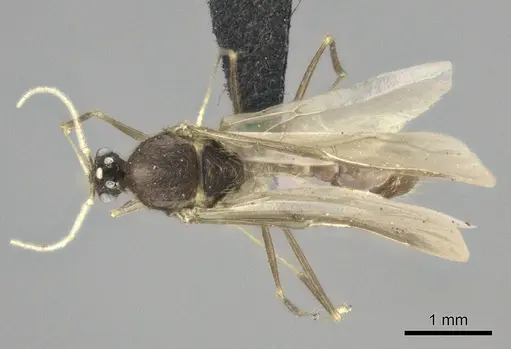 Pheidole grallatrix specimen CASENT0495227 image casent0495227_1