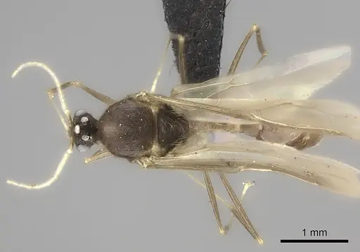 Pheidole grallatrix specimen CASENT0495227 image casent0495227_2