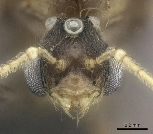 Pheidole grallatrix specimen CASENT0495227 image casent0495227_3