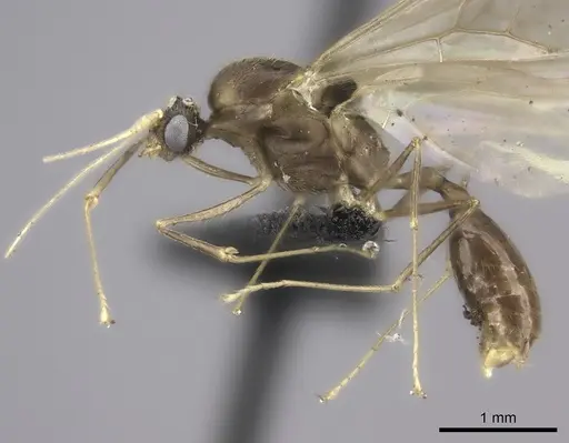 Pheidole grallatrix specimen CASENT0495227 image casent0495227_4