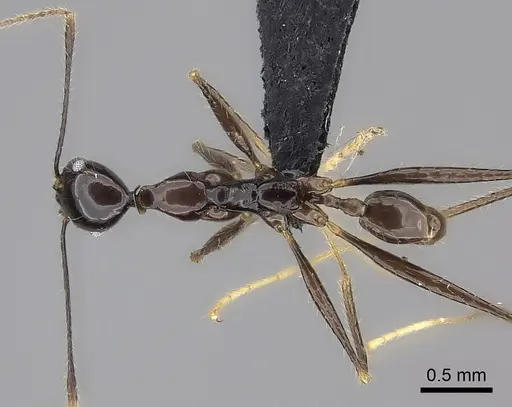 Pheidole grallatrix specimen CASENT0495228 image casent0495228_1
