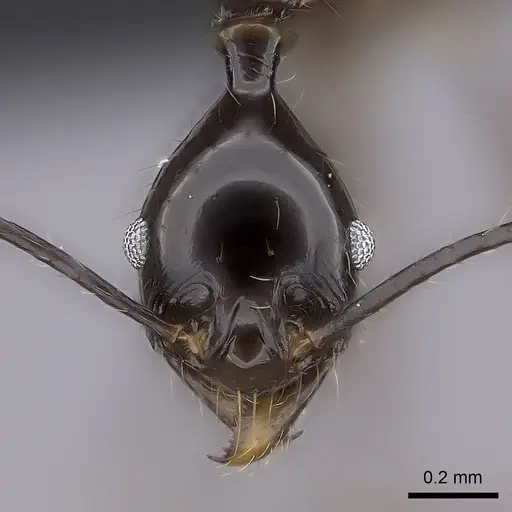 Pheidole grallatrix specimen CASENT0495228 image casent0495228_2