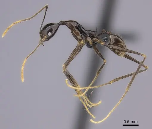 Pheidole grallatrix specimen CASENT0495228 image casent0495228_3