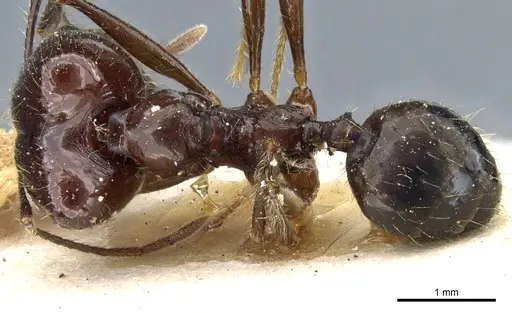 Pheidole grallatrix specimen CASENT0904224 image casent0904224_1