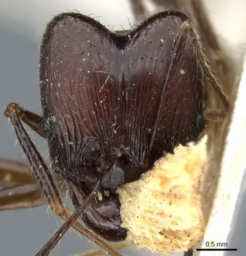 Pheidole grallatrix specimen CASENT0904224 image casent0904224_2