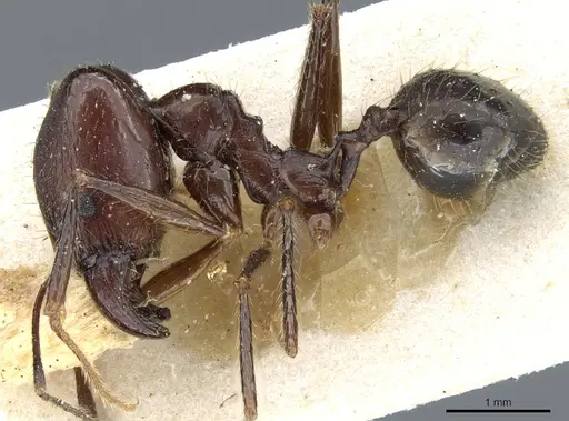 Pheidole grallatrix specimen CASENT0904224 image casent0904224_3