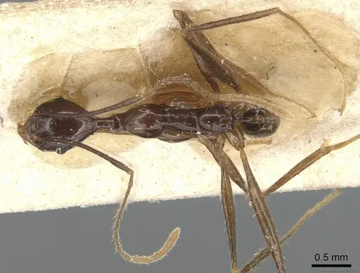 Pheidole grallatrix specimen CASENT0904225 image casent0904225_1