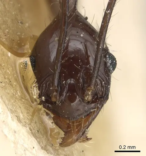 Pheidole grallatrix specimen CASENT0904225 image casent0904225_2