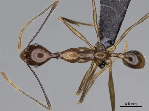 Pheidole grallatrix specimen CASENT0923248 image casent0923248_1