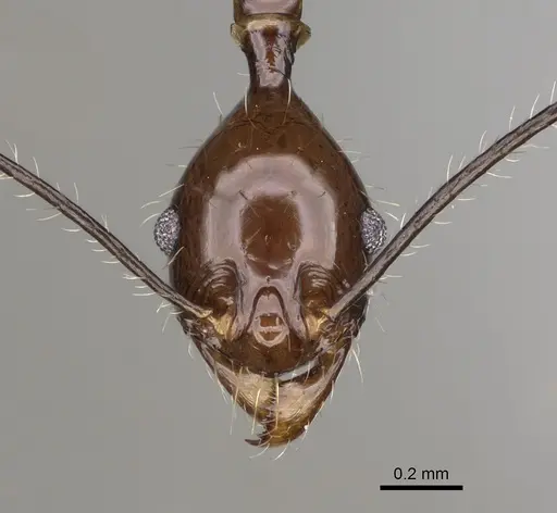 Pheidole grallatrix specimen CASENT0923248 image casent0923248_2