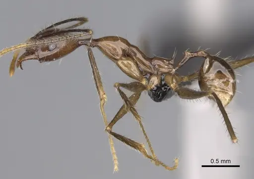 Pheidole grallatrix specimen CASENT0923248 image casent0923248_3