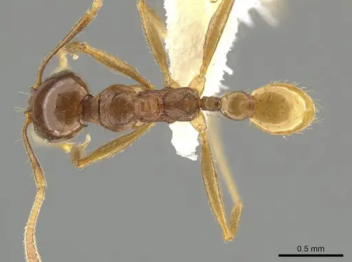 Pheidole grandinodus specimen CASENT0646099 image casent0646099_1