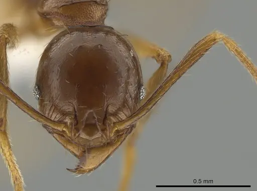 Pheidole grandinodus specimen CASENT0646099 image casent0646099_2