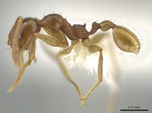 Pheidole grandinodus specimen CASENT0646099 image casent0646099_3